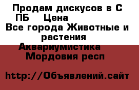 Продам дискусов в С-ПБ. › Цена ­ 3500-4500 - Все города Животные и растения » Аквариумистика   . Мордовия респ.